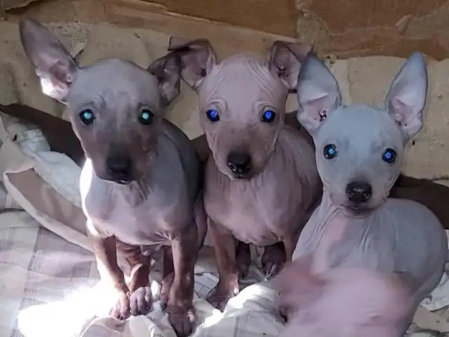 American Hairless Terrier puppies for sale