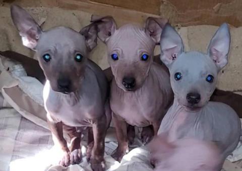 American Hairless Terrier puppies for sale