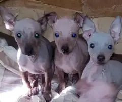 American Hairless Terrier puppies for sale