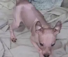 American Hairless Terrier puppies for sale