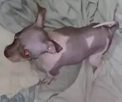 American Hairless Terrier puppies for sale