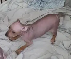 American Hairless Terrier puppies for sale