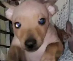 American Hairless Terrier puppies for sale