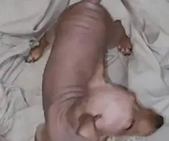 American Hairless Terrier puppies for sale