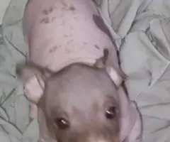 American Hairless Terrier puppies for sale