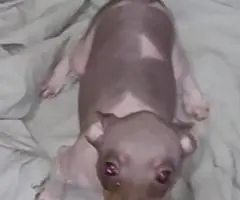 American Hairless Terrier puppies for sale