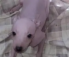 American Hairless Terrier puppies for sale