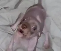 American Hairless Terrier puppies for sale