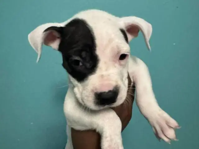 8 pit bull puppies for sale $250 each