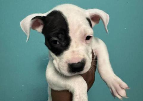 8 pit bull puppies for sale $250 each