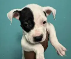 8 pit bull puppies for sale $250 each