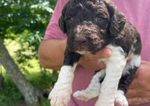 Labradoodle puppies