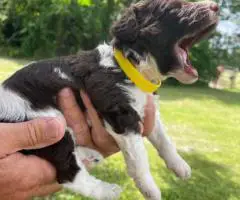 Labradoodle puppies