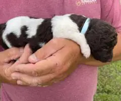 Labradoodle puppies