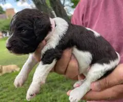 Labradoodle puppies