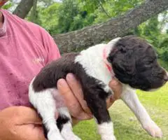 Labradoodle puppies