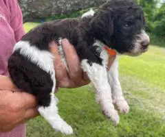 Labradoodle puppies