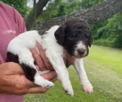Labradoodle puppies