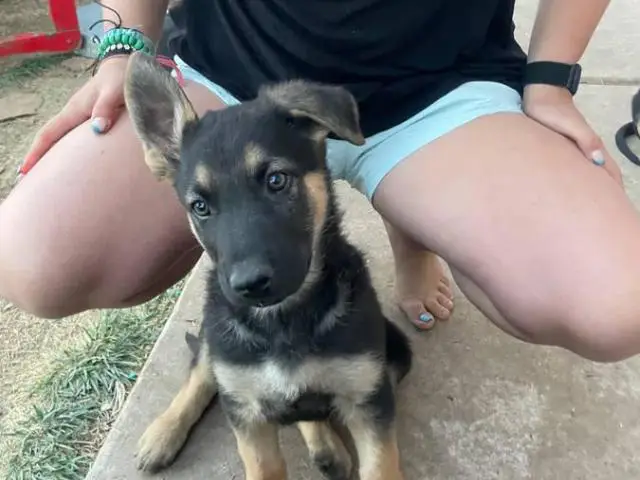 Urgent: 6 German Shepherd Puppies Need New Homes