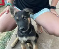 Urgent: 6 German Shepherd Puppies Need New Homes