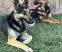 Urgent: 6 German Shepherd Puppies Need New Homes
