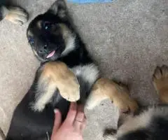 Urgent: 6 German Shepherd Puppies Need New Homes