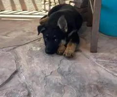 Urgent: 6 German Shepherd Puppies Need New Homes