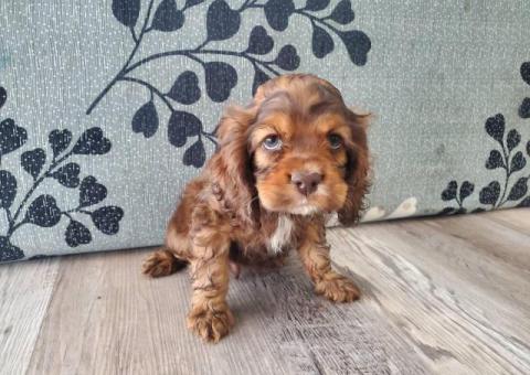 5 AKC Cocker Spaniel puppies for sale