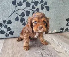 5 AKC Cocker Spaniel puppies for sale
