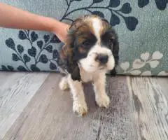 5 AKC Cocker Spaniel puppies for sale
