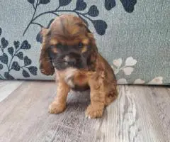 5 AKC Cocker Spaniel puppies for sale
