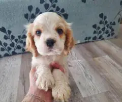 5 AKC Cocker Spaniel puppies for sale