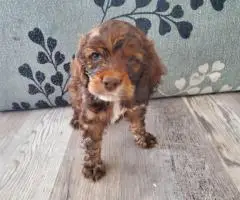 5 AKC Cocker Spaniel puppies for sale