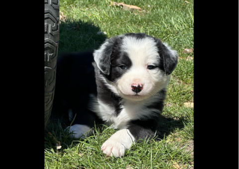 Idaho Shag Stock dogs- six puppies