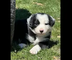 Idaho Shag Stock dogs- six puppies