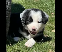Idaho Shag Stock dogs- six puppies