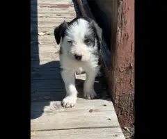 Idaho Shag Stock dogs- six puppies