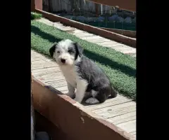 Idaho Shag Stock dogs- six puppies