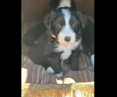 Idaho Shag Stock dogs- six puppies
