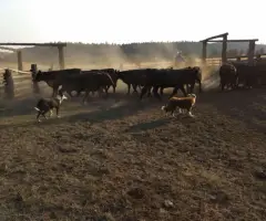 Idaho Shag Stock dogs- six puppies