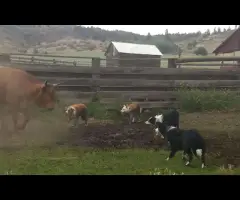 Idaho Shag Stock dogs- six puppies