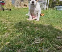 3 sweet Border Terrier puppies