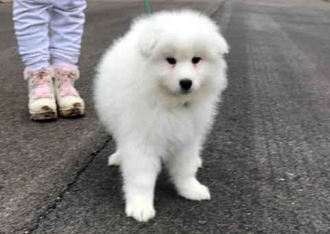 2 AKC-registered Samoyed puppies for sale