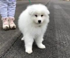 2 AKC-registered Samoyed puppies for sale