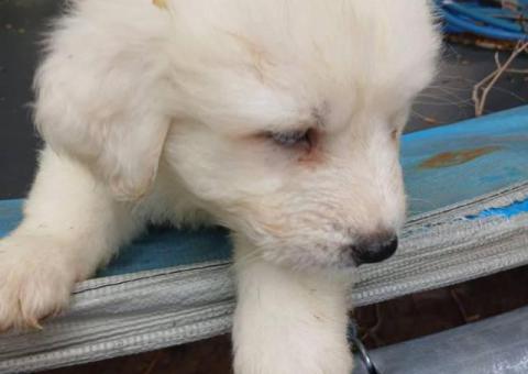 Great Pyrenees Puppies Ready for New Homes