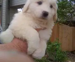 Great Pyrenees Puppies Ready for New Homes