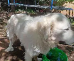 Great Pyrenees Puppies Ready for New Homes