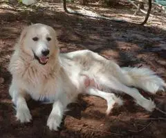 Great Pyrenees Puppies Ready for New Homes