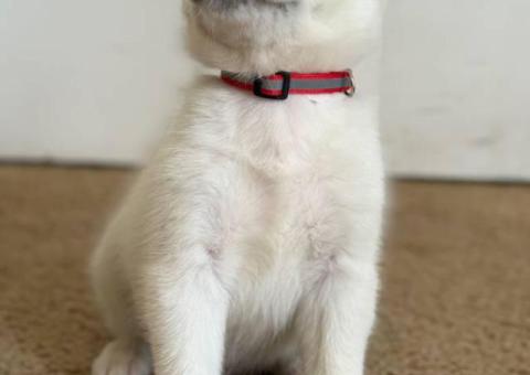8 beautiful Huskimo puppies for sale