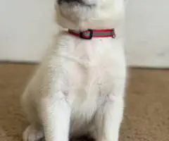 8 beautiful Huskimo puppies for sale